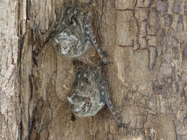 Langneusvleermuis (Rhynchonycteris naso)